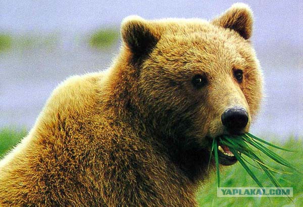 Кому юки отсыпать?