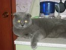 Котовторник 12.08.2014