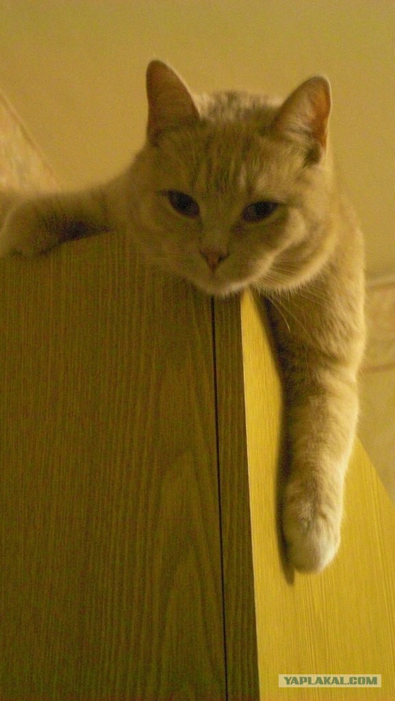 Кошачий Hardcore