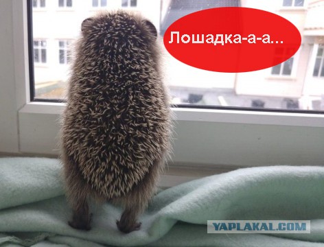 Ежик смотрит в окно...