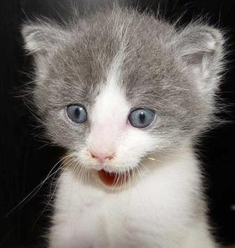 Коты, кошки, котята