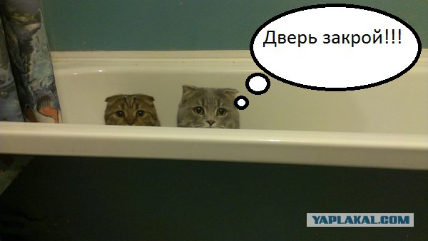 Захожу с утра в ванную...