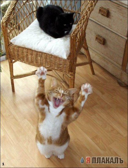 Которозыск, срочно!
