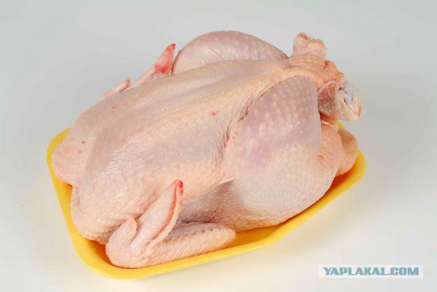 Каких птиц вы видите в городе?