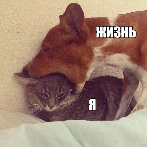 Мохнатые беспредельщики