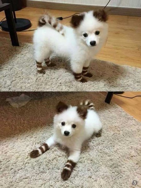 Мохнатые беспредельщики