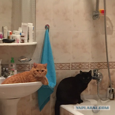 Котовторник 21.06.16