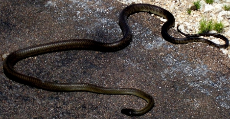Две крайне опасные змеи в одной засаде