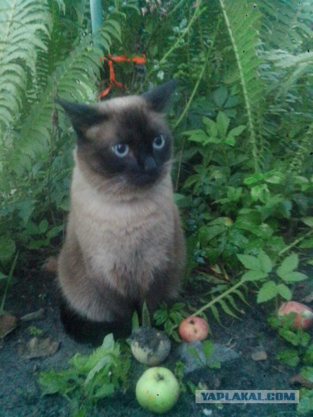Котовторник 30.08.2016
