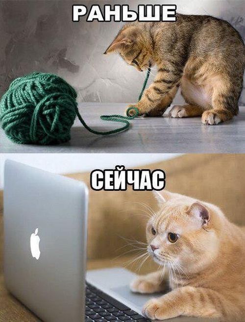Коты и Кошки