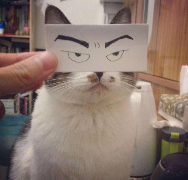 Коты и Кошки
