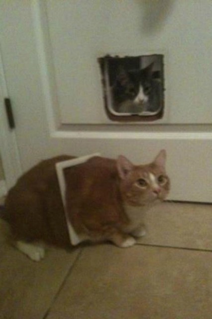 Коты и Кошки