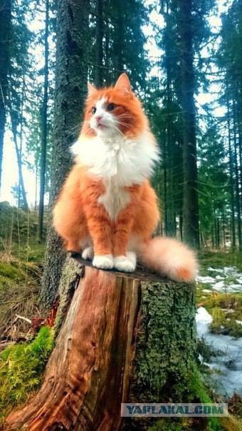 Котовторник