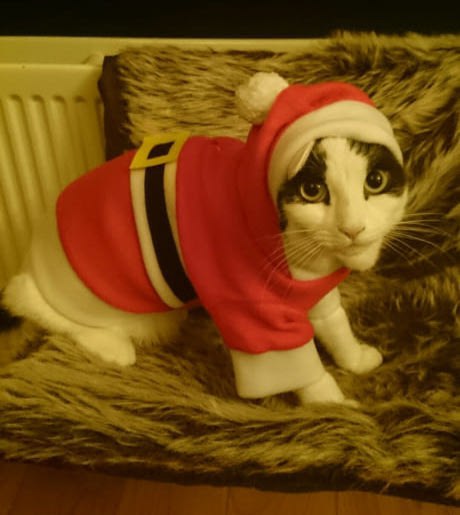 Коты и Кошки