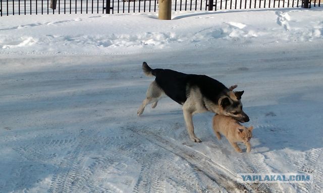 Вот почему не стоит заводить немецкую овчарку