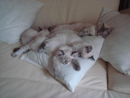 Коты на вторник на ЯПлакалъ (07.10.2008)