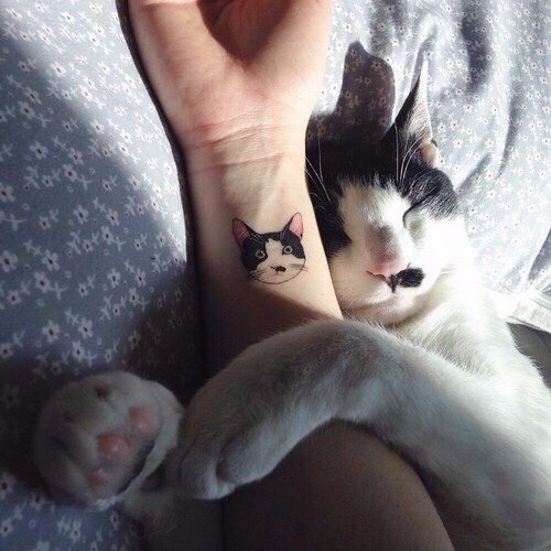 Прикольных котов пост