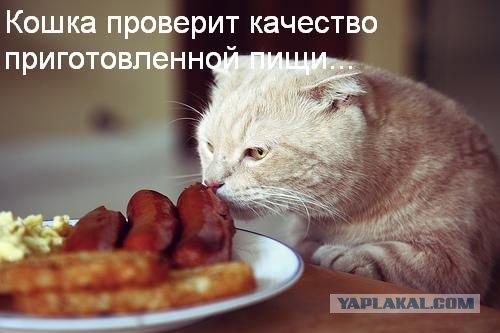 Ура, котовторник!