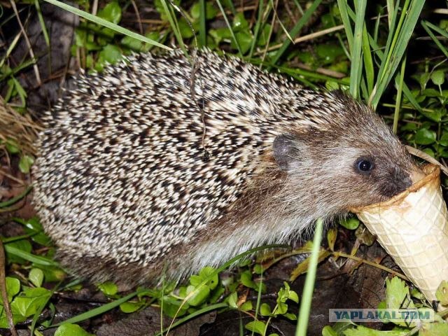 Едят ли ежи морковь