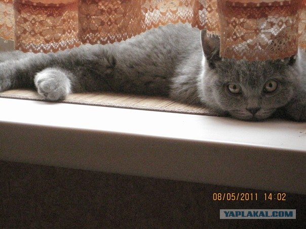 Котовторник!