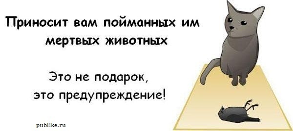 Котовторник! 08.11.11