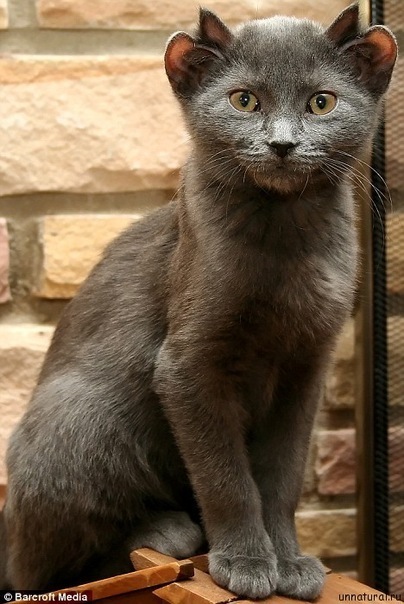 Котовторник 27.12.11