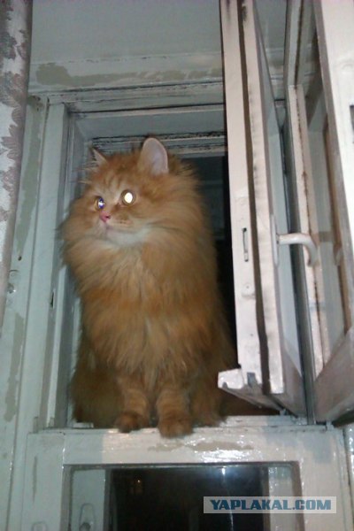 Котовторник! 13.03.2012