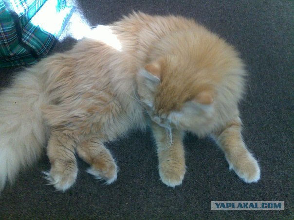 Котовторник 20.03.2012