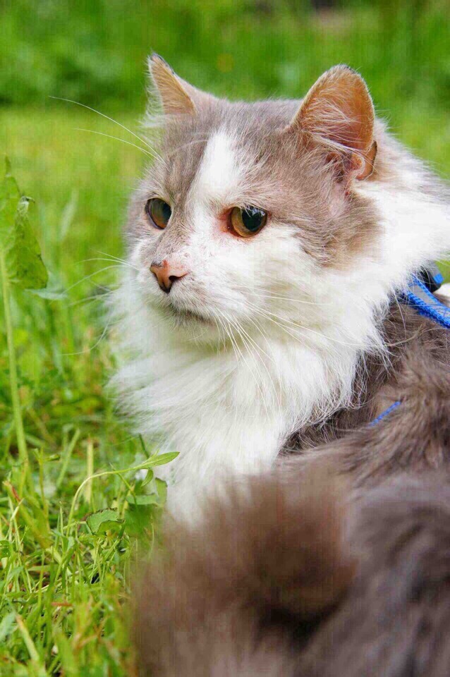 Забавные фото котеек