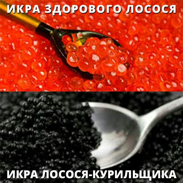 А я полагал, что самая дорогая икра "Черная"