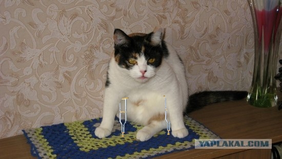 Отжабте моего кота