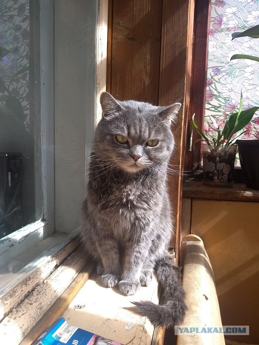 Моя красотка