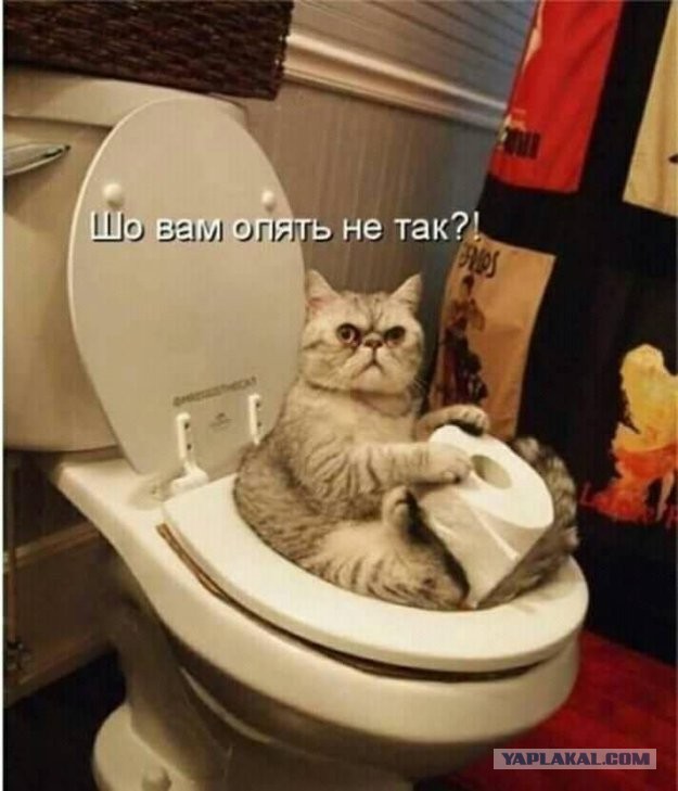 Последний котовторник 2020 года