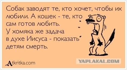 Моя животина, хвастаюсь