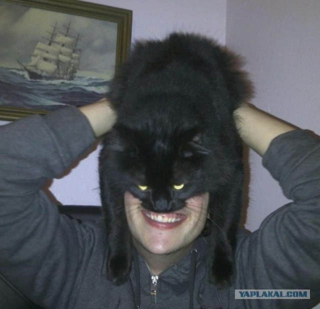 Эпичный кот