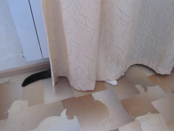 Кот требует открыть двери