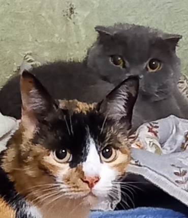 К вопросу о котах