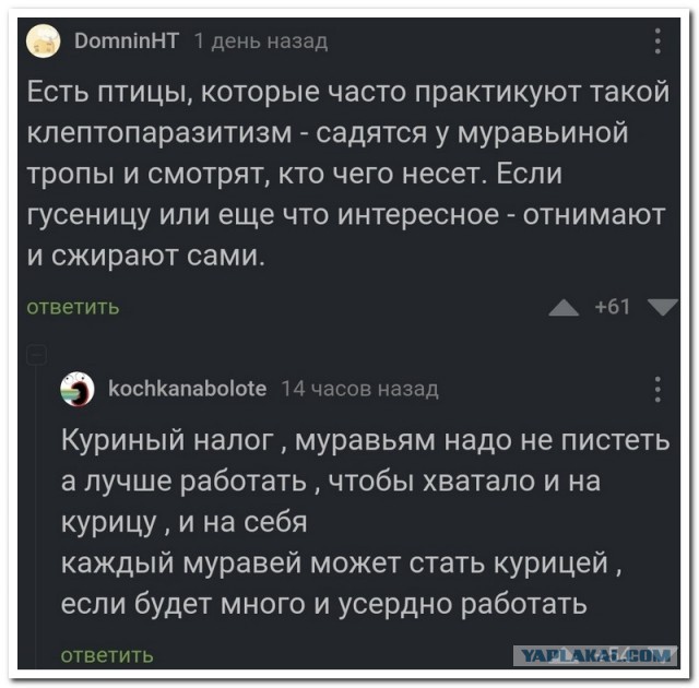 Забавные комментарии из социальных сетей (23.01.23)