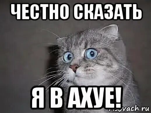 Баба Шура и Васьки