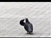Опять янки за своё