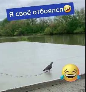 Дух леса глухарика не отдал