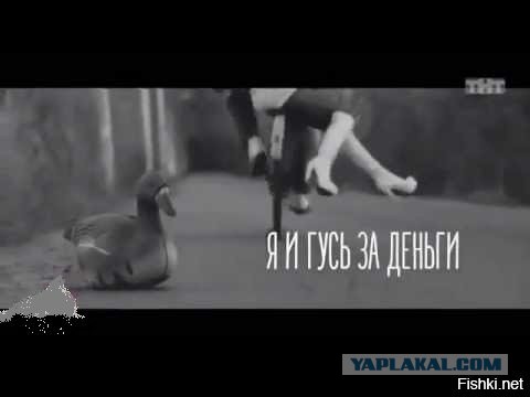 Гусь вялый