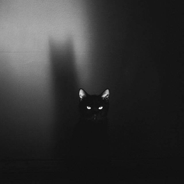 Жизнь домашнего приюта "Котоленд" 417