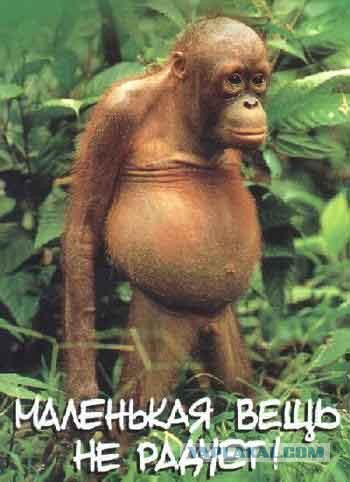 Бибизян стесняется мальчика