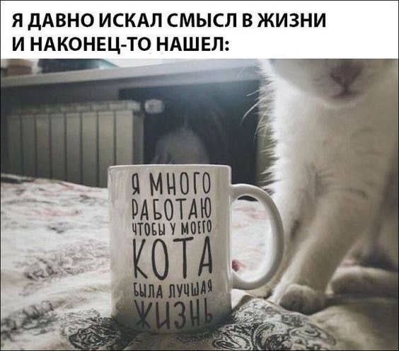 Котовтоник в картинках