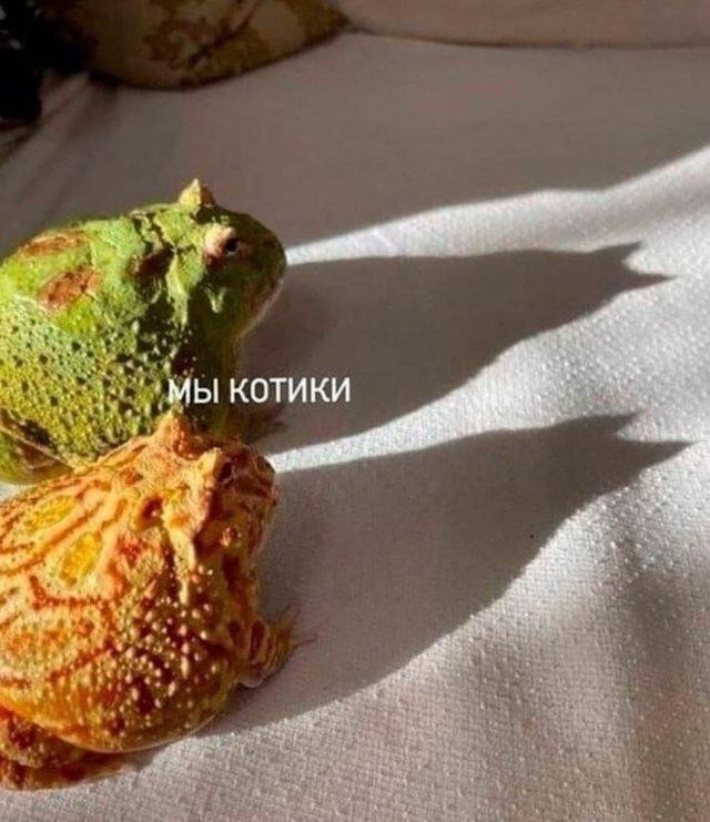 Немного забавных картинок от 11.09.2024