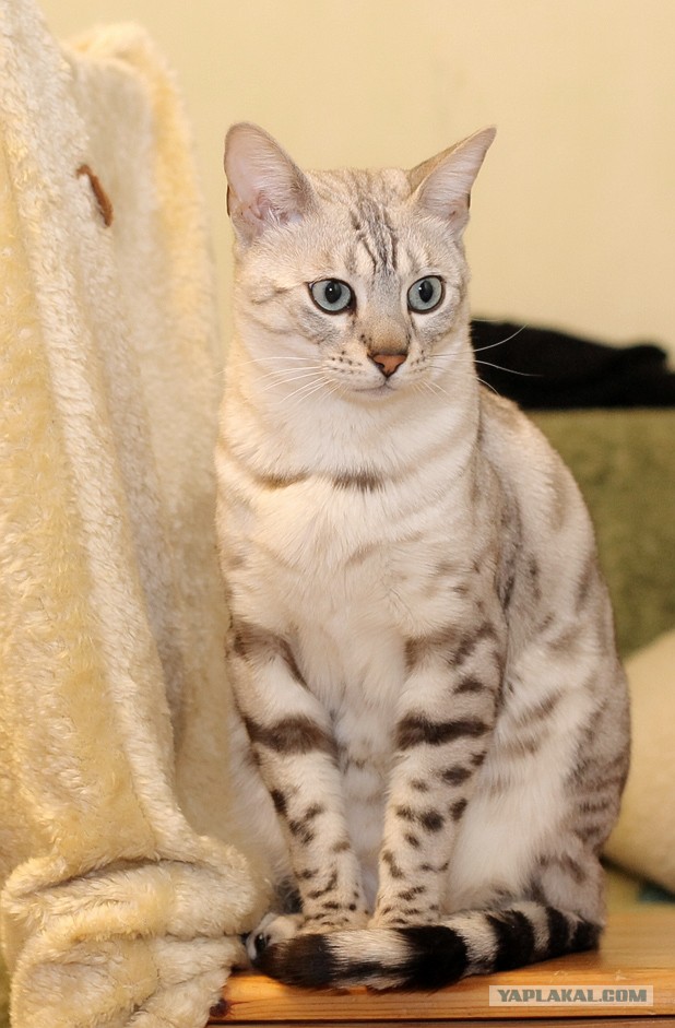 О бенгальских котах на наглядном примере