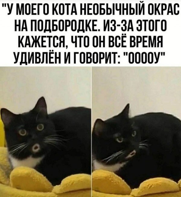 Веселые картинки в маленькую пятницу (06.08)