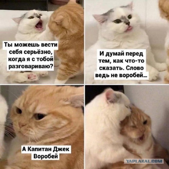 Так себе картинки 26.02.26