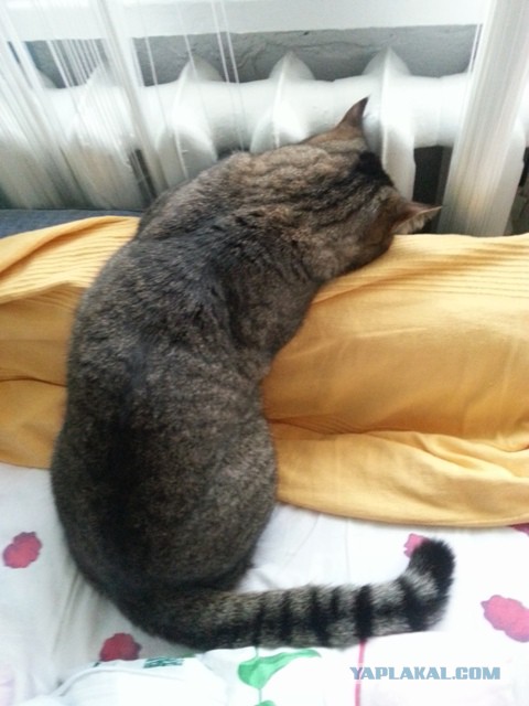 Котовторник 01.04.2014